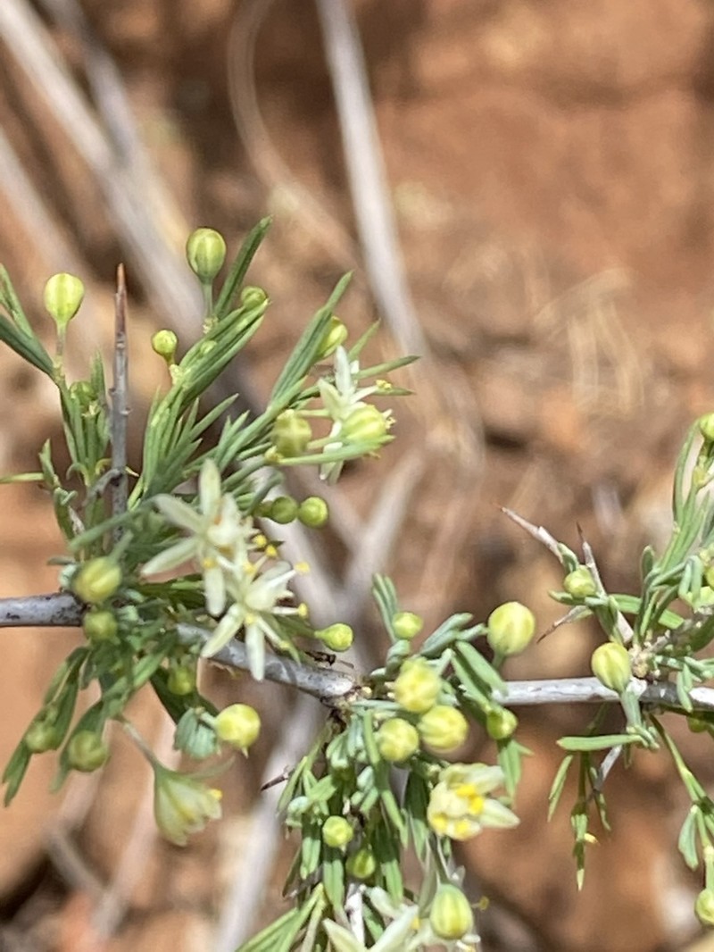 Asparagus spinescens photo 6