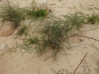 Asparagus squarrosus