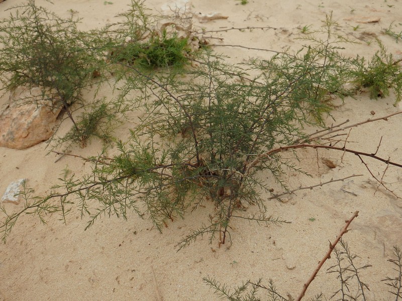 Asparagus squarrosus