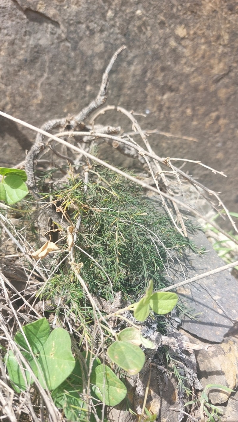 Asparagus squarrosus photo 2