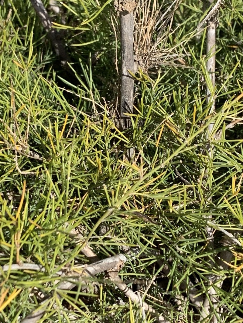 Asparagus squarrosus photo 3