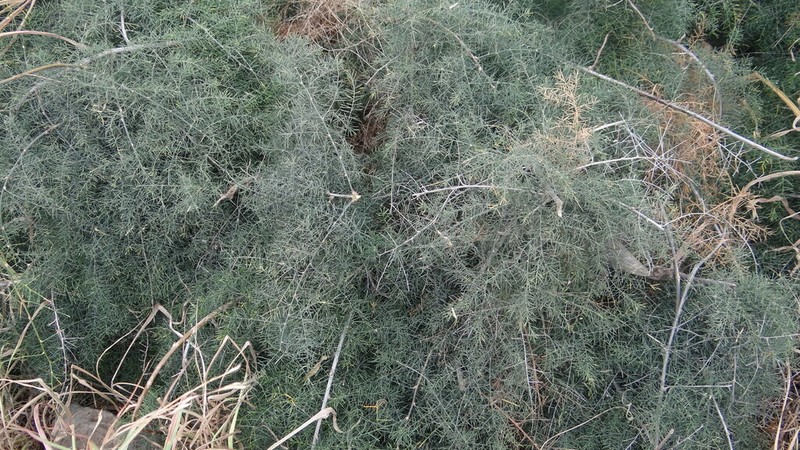 Asparagus squarrosus photo 4