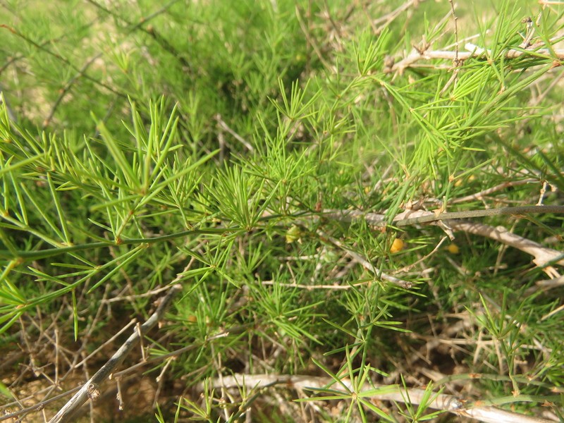 Asparagus squarrosus photo 5