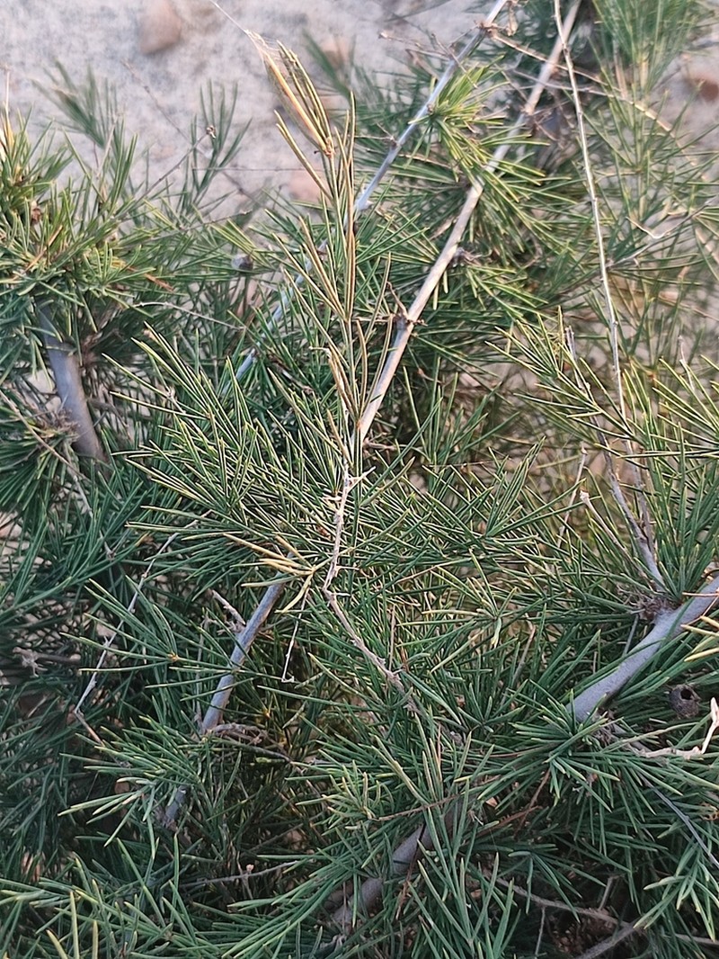Asparagus squarrosus photo 7