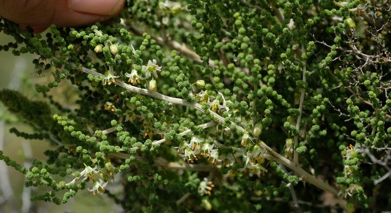 Asparagus stellatus photo 4