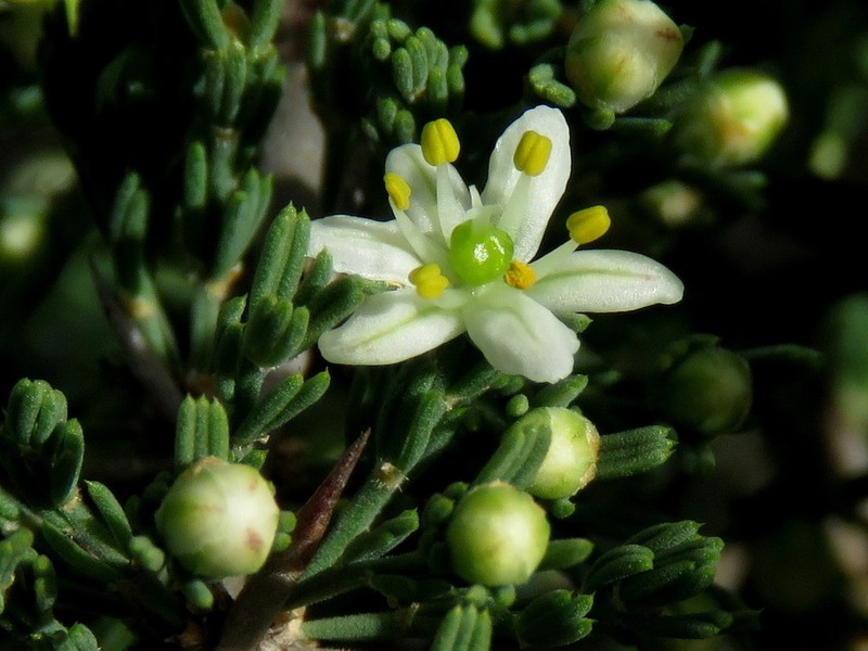 Asparagus stipulaceus