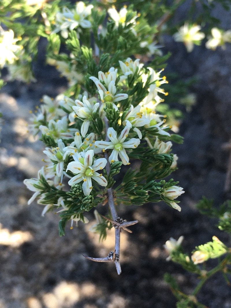 Asparagus stipulaceus photo 2