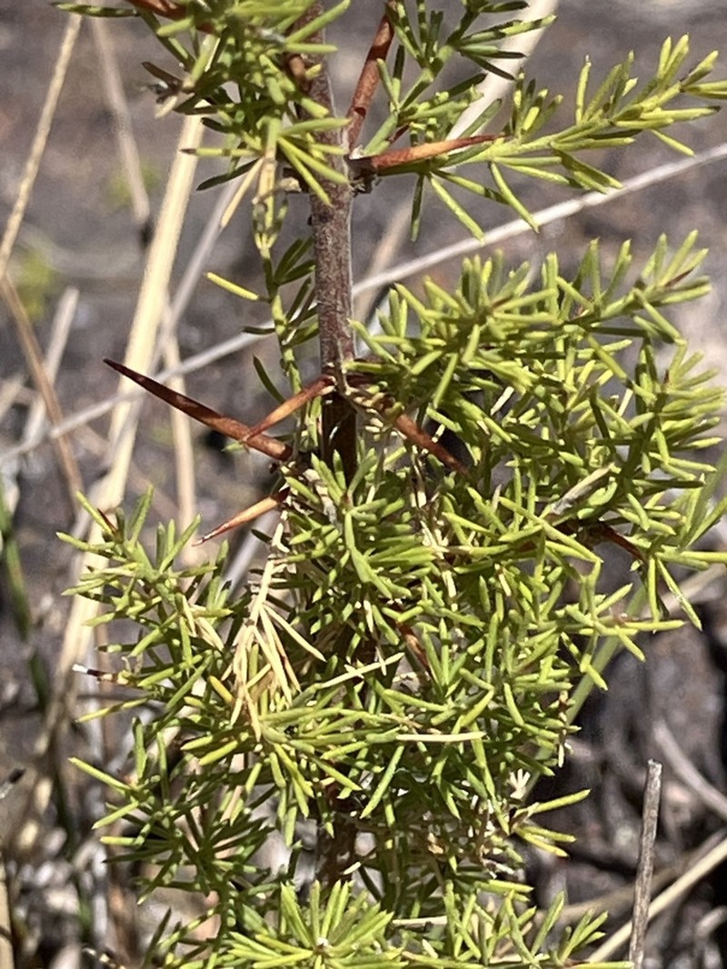Asparagus stipulaceus photo 3