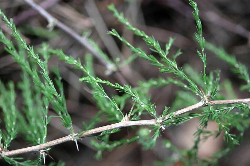 Asparagus stipulaceus photo 4