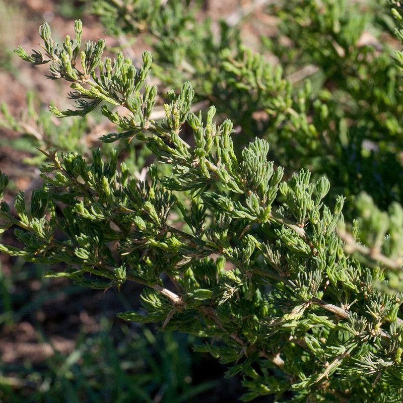 Asparagus stipulaceus photo 5