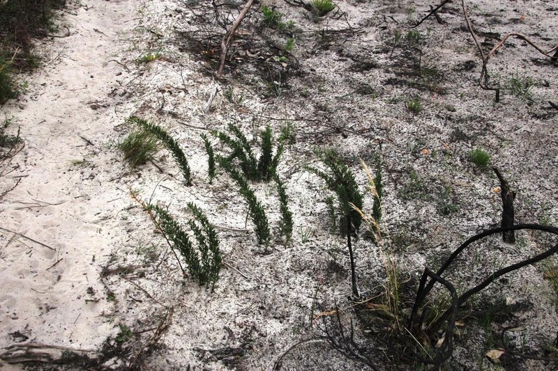 Asparagus stipulaceus photo 6