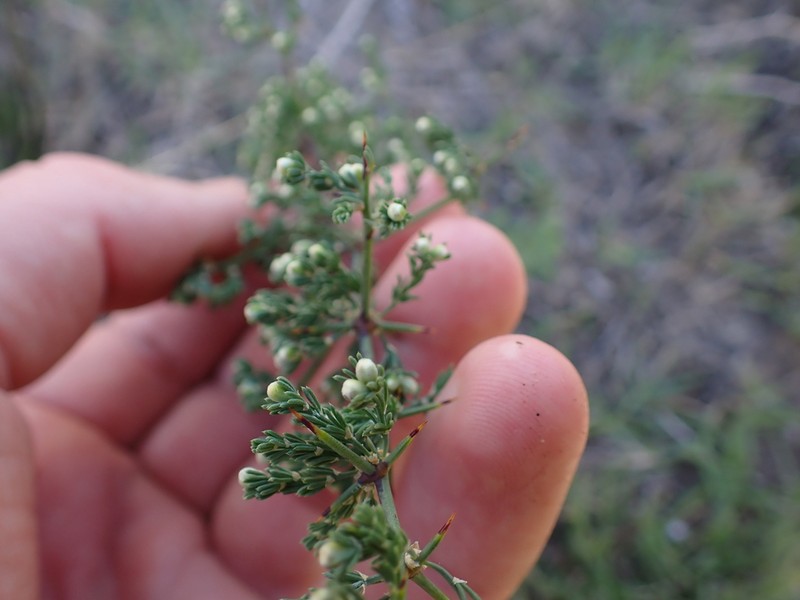 Asparagus stipulaceus photo 7