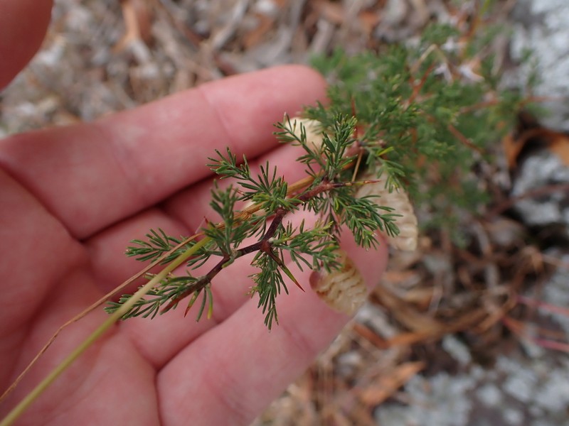 Asparagus stipulaceus photo 8