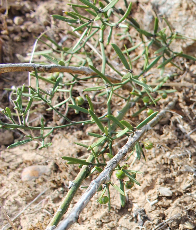 Asparagus striatus