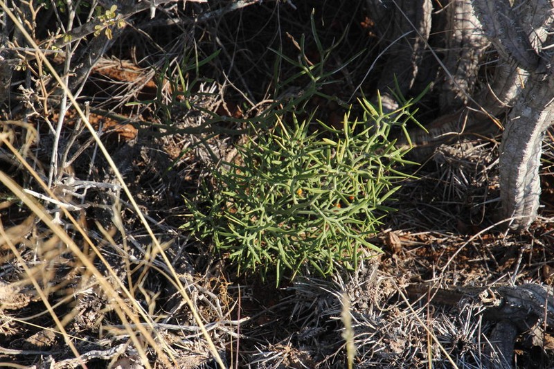 Asparagus striatus photo 4