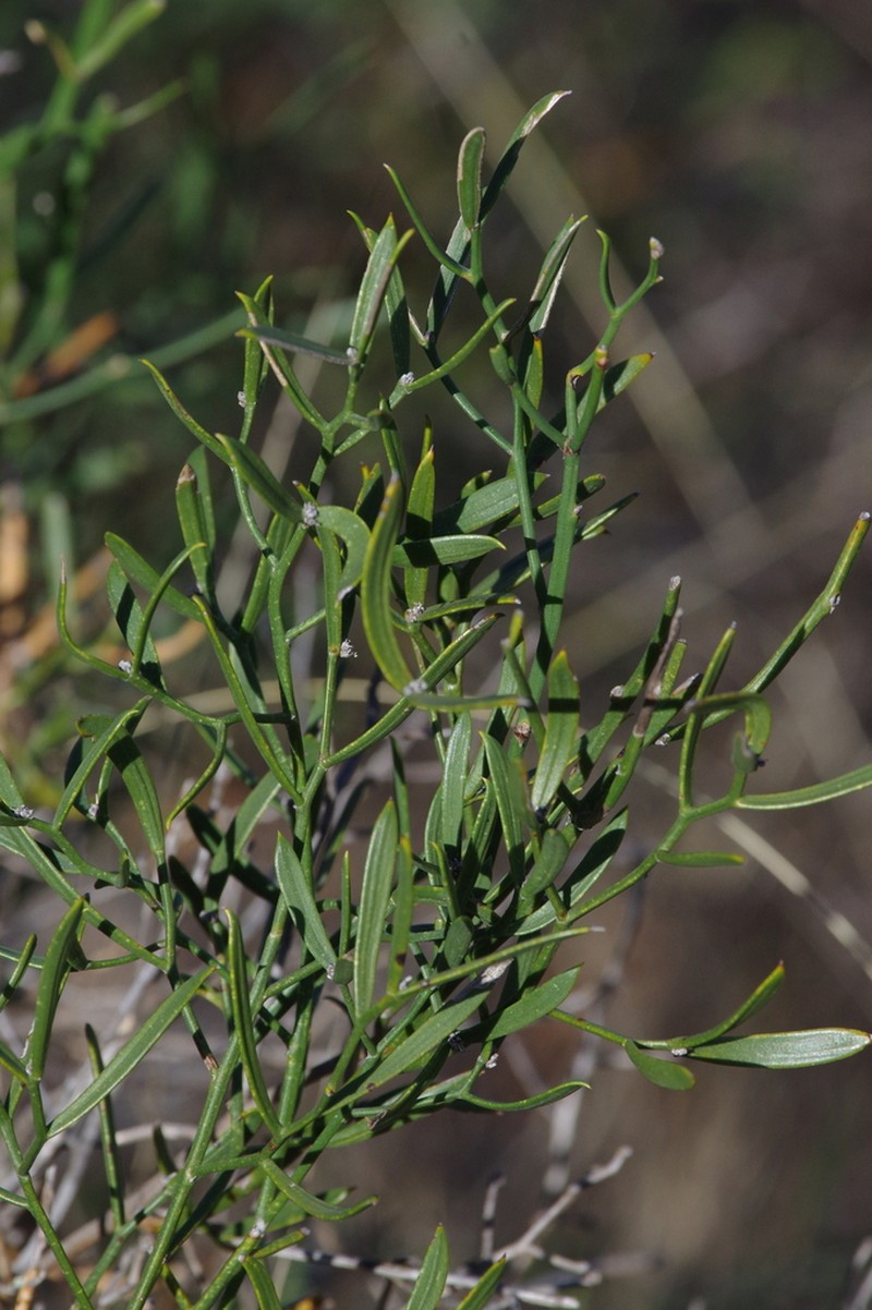 Asparagus striatus photo 5