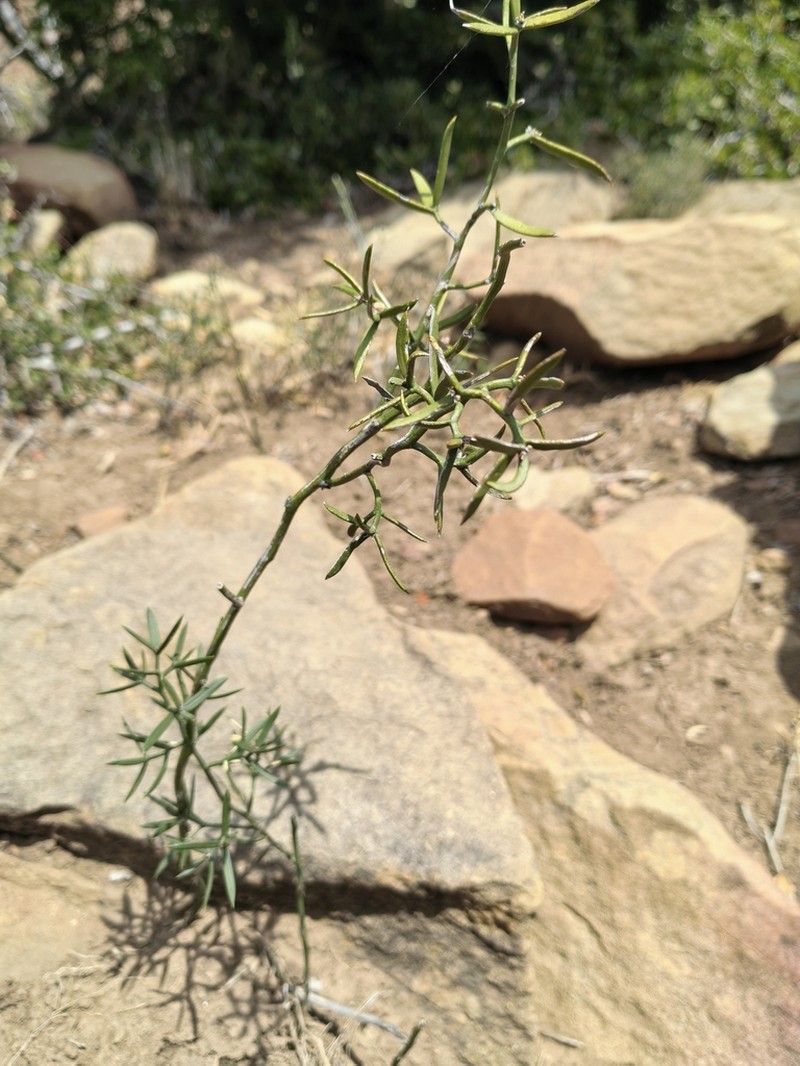 Asparagus striatus photo 7