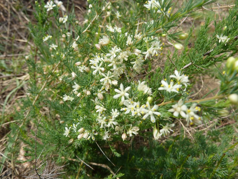 Asparagus suaveolens