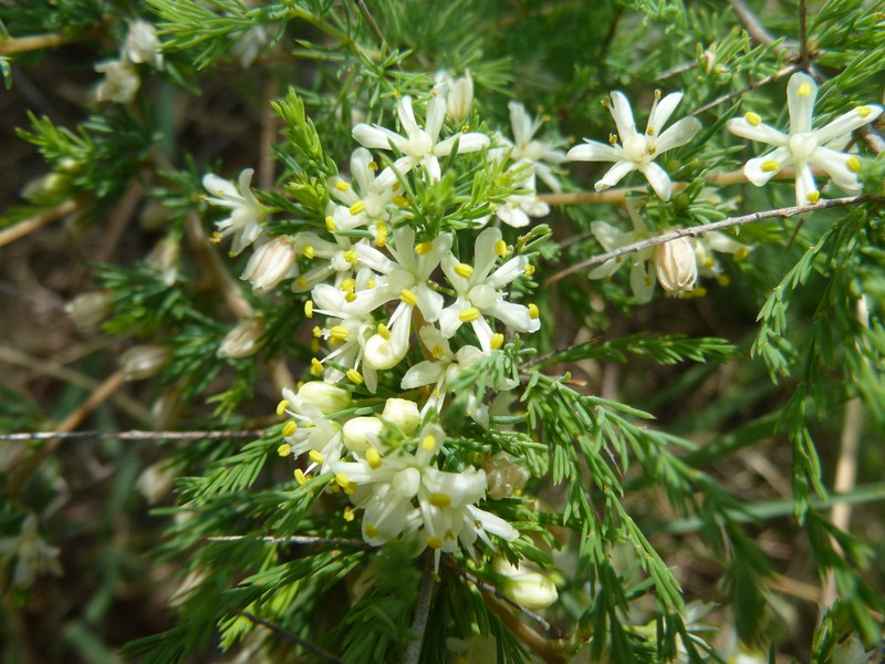 Asparagus suaveolens photo 2