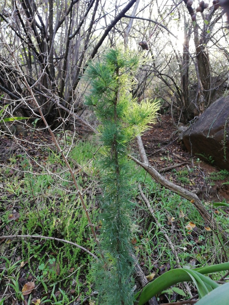 Asparagus suaveolens photo 3