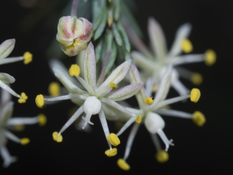 Asparagus suaveolens photo 4