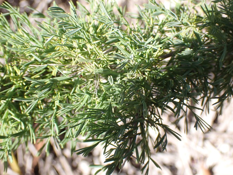 Asparagus suaveolens photo 5