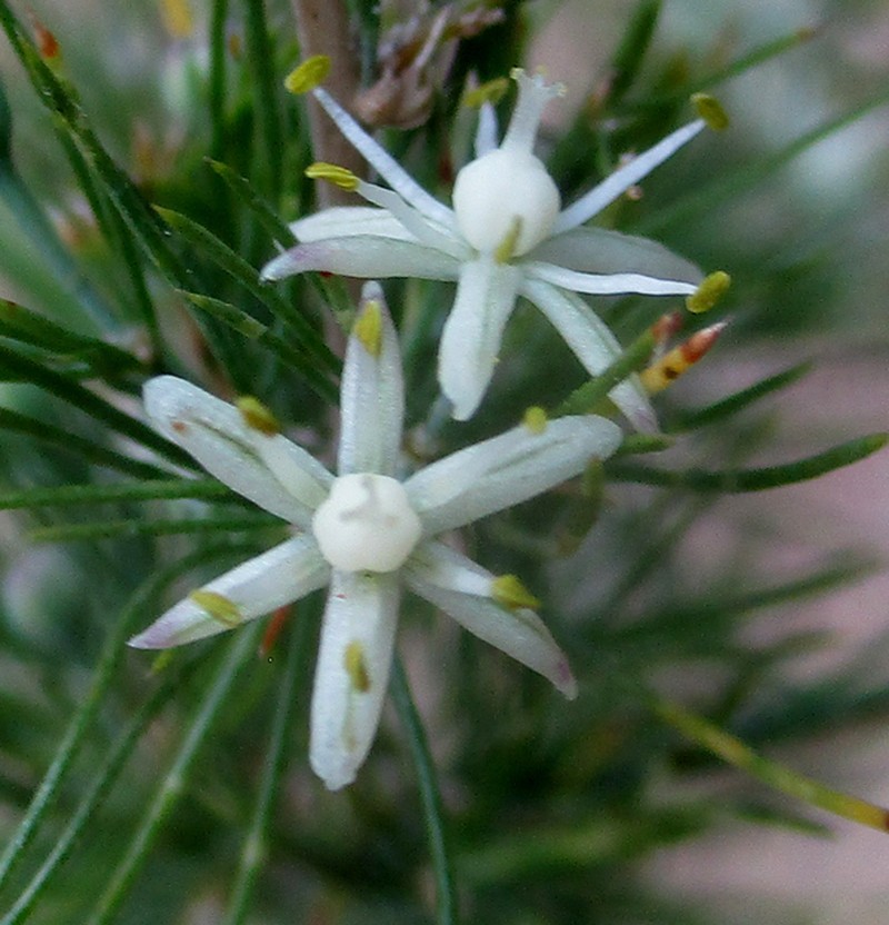 Asparagus suaveolens photo 6