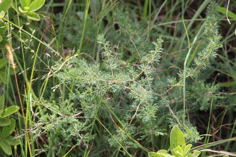 Asparagus suaveolens photo 7