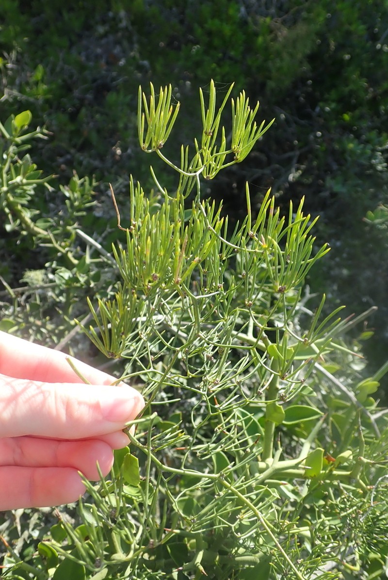 Asparagus subulatus