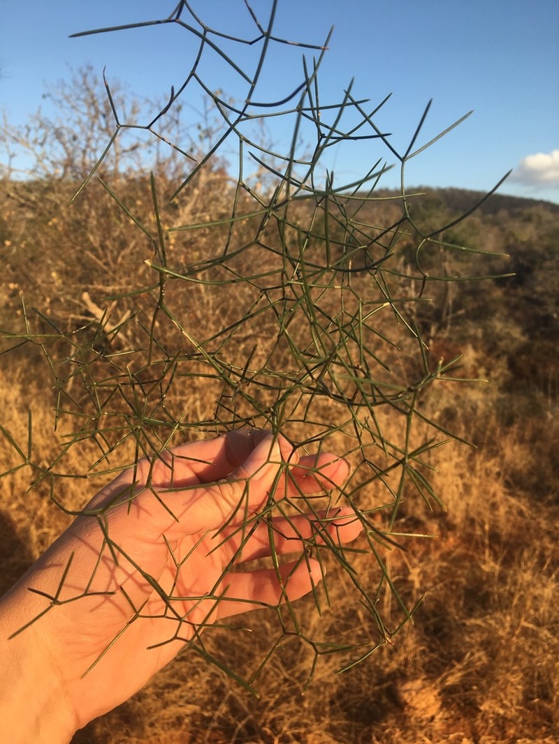 Asparagus subulatus photo 2
