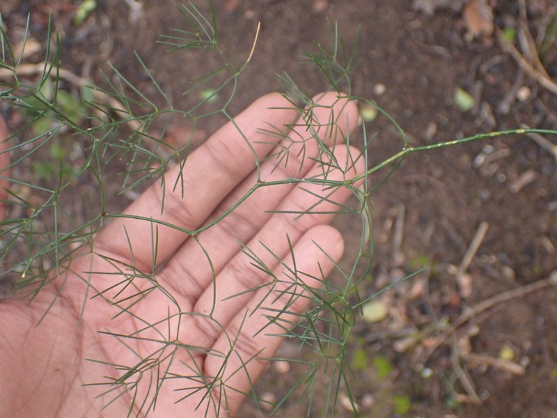 Asparagus subulatus photo 3