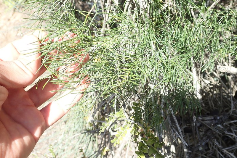 Asparagus subulatus photo 4
