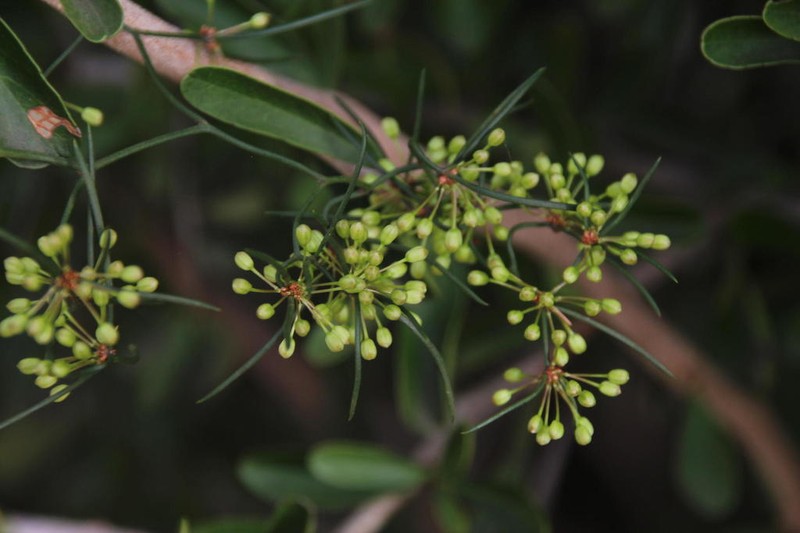 Asparagus subulatus photo 5