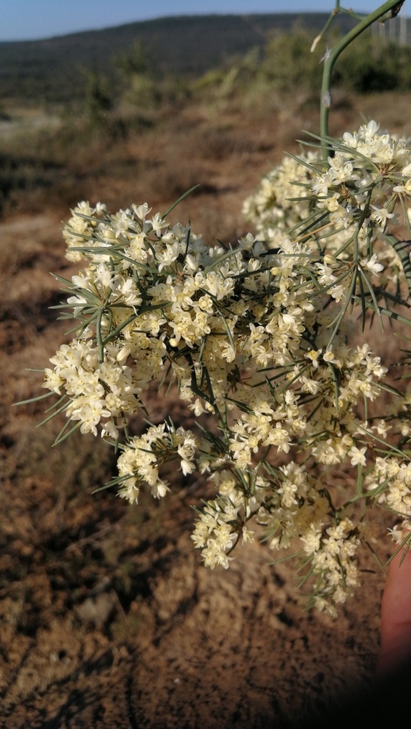 Asparagus subulatus photo 6