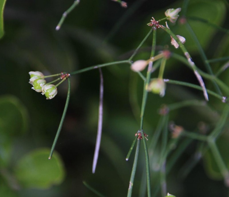 Asparagus subulatus photo 7
