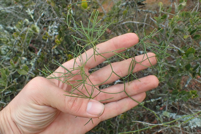 Asparagus subulatus photo 8