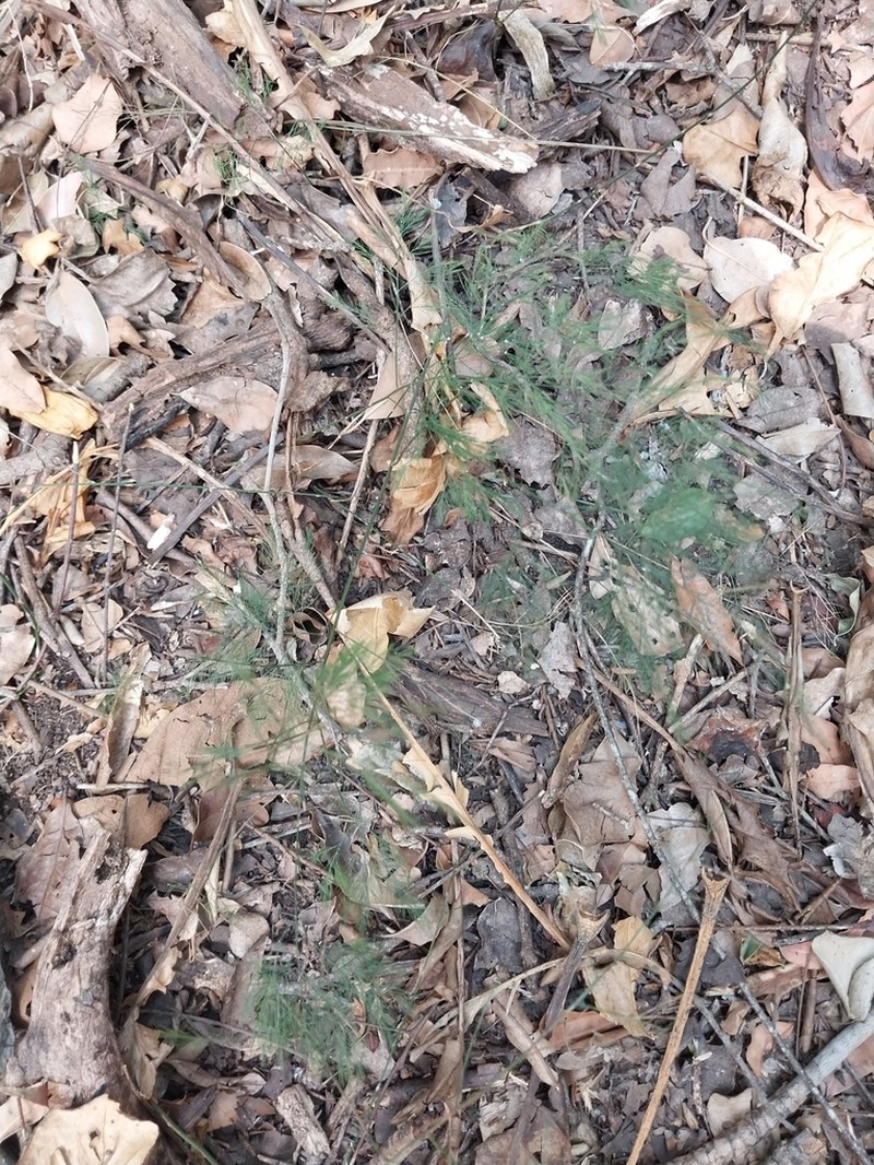 Asparagus sylvicola