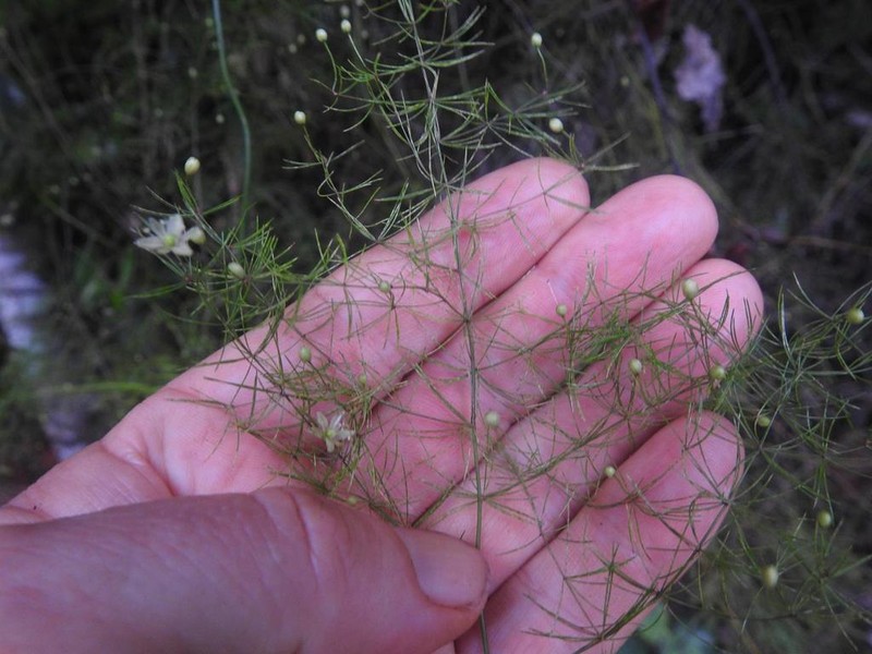 Asparagus sylvicola photo 2