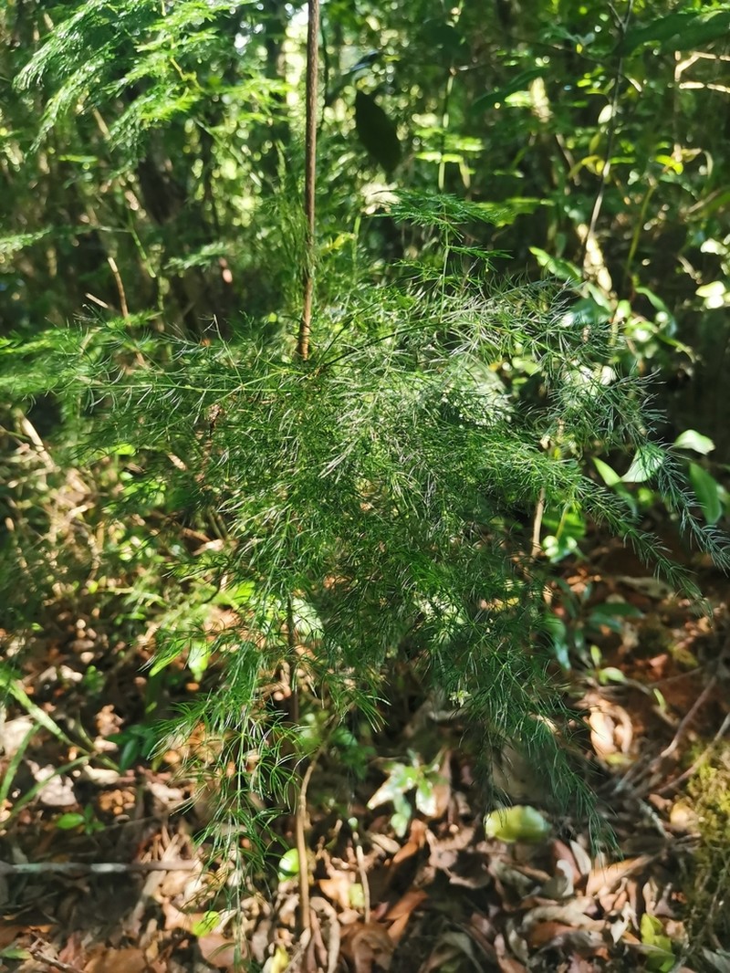 Asparagus sylvicola photo 3