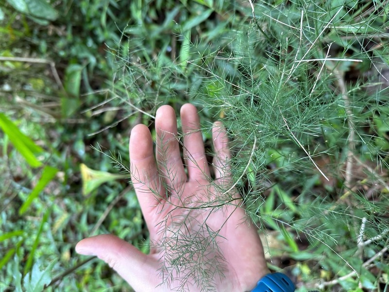 Asparagus sylvicola photo 4