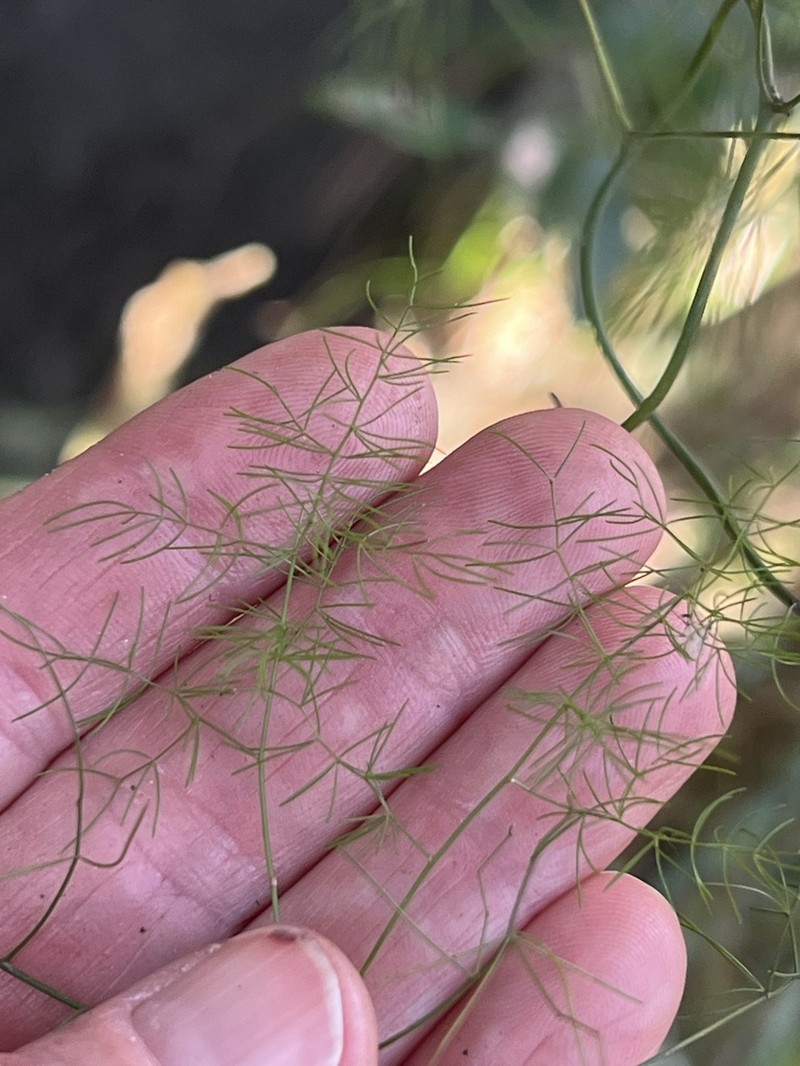 Asparagus sylvicola photo 5