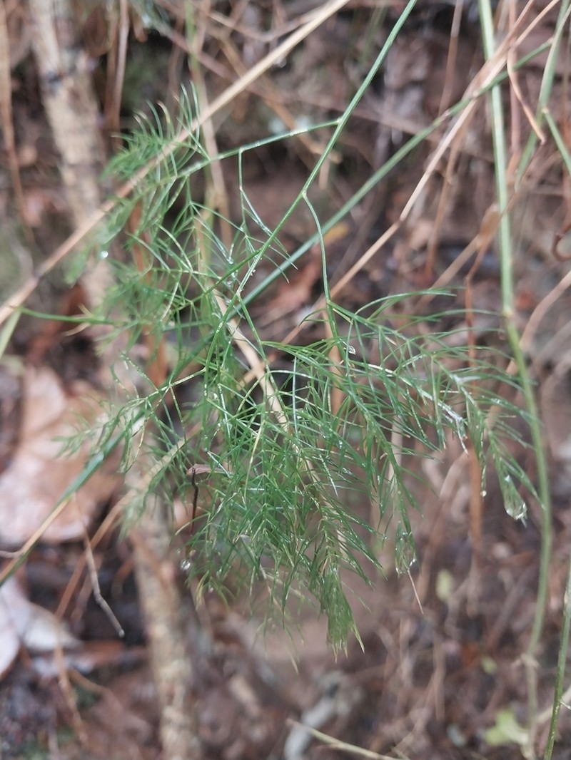 Asparagus sylvicola photo 6
