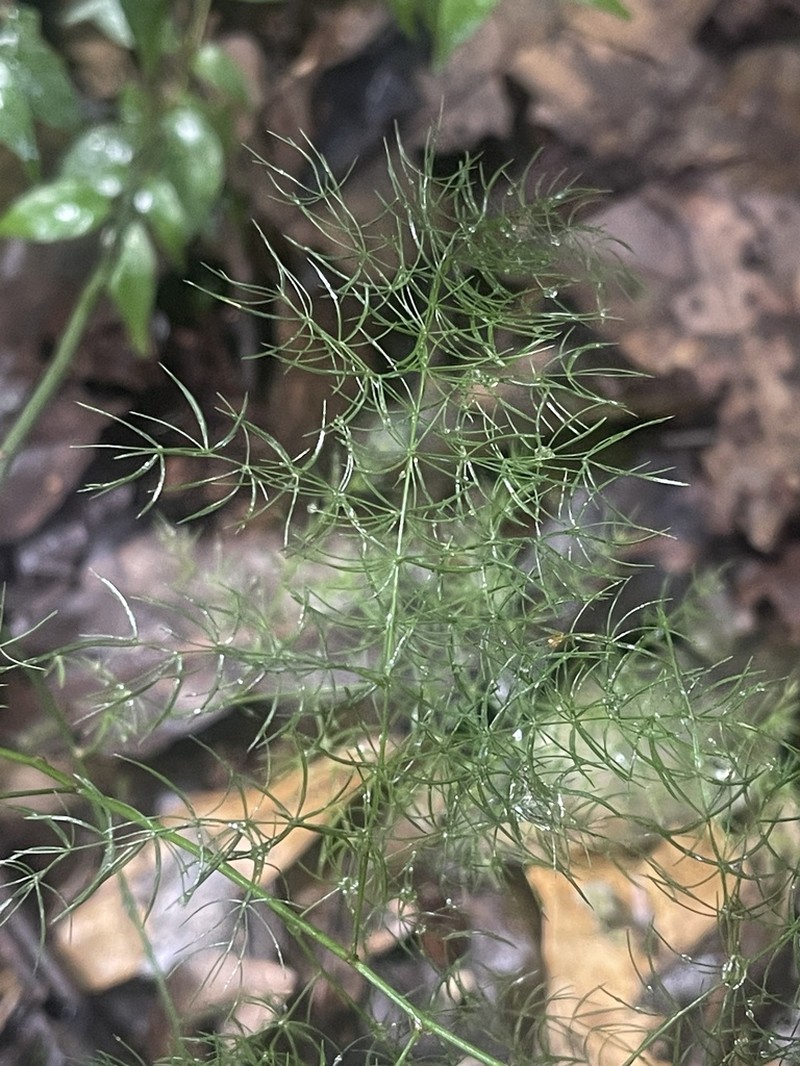Asparagus sylvicola photo 7