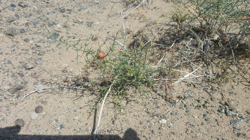 Asparagus tamariscinus