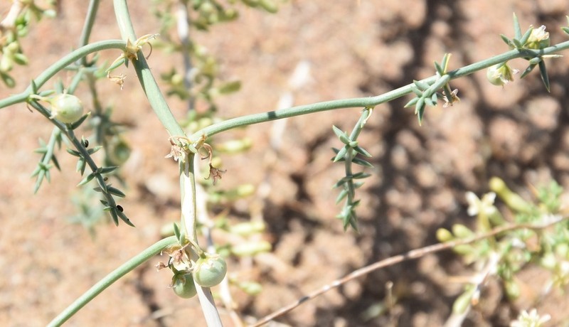 Asparagus tamariscinus photo 2