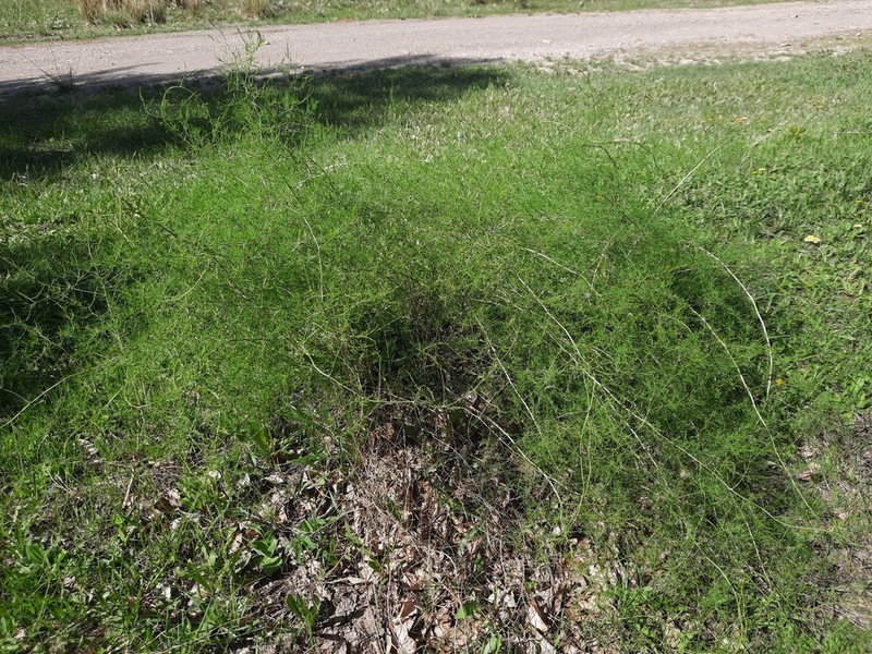 Asparagus tamariscinus photo 3