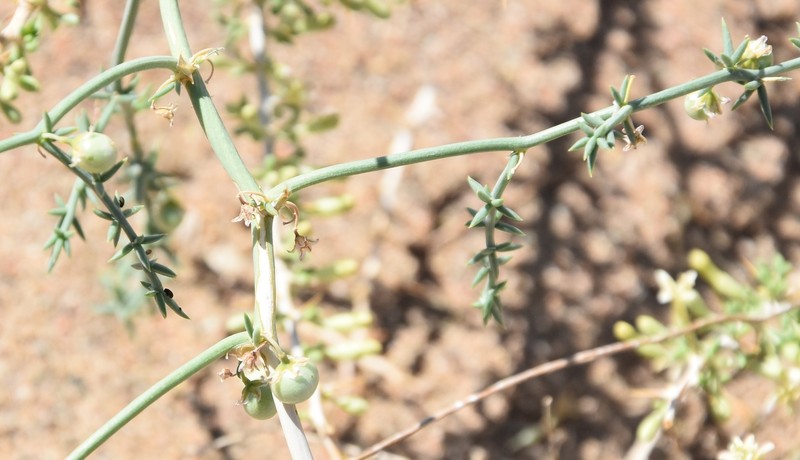 Asparagus tamariscinus photo 7