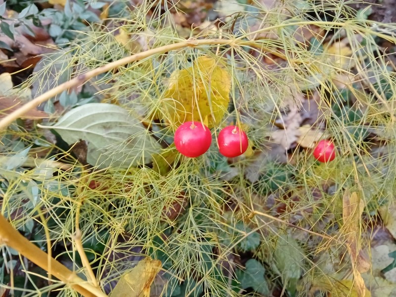 Asparagus tenuifolius