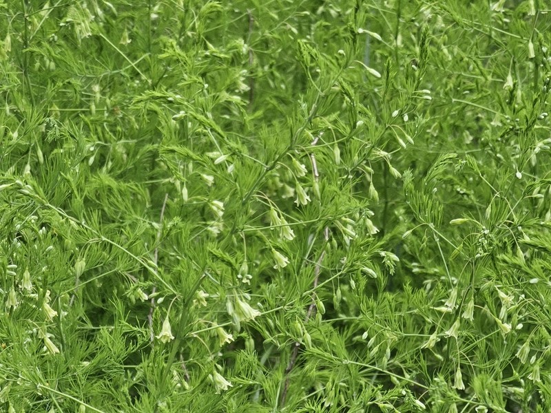 Asparagus tenuifolius photo 2