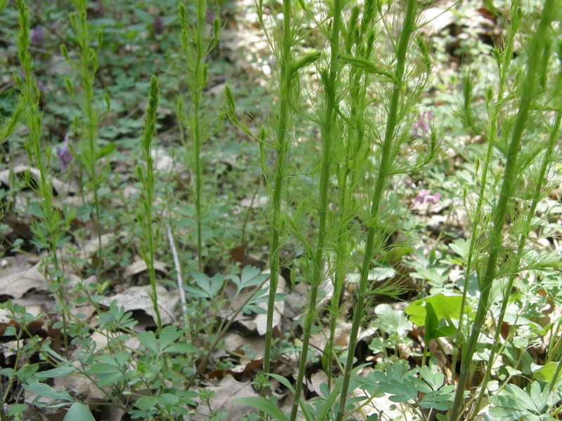 Asparagus tenuifolius photo 3